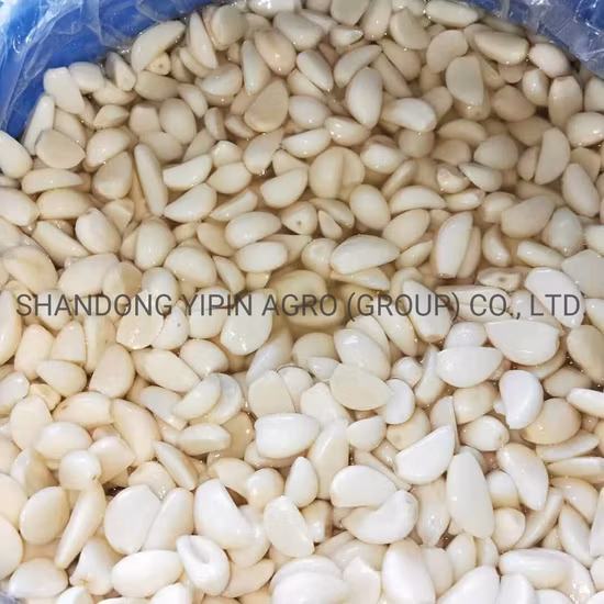 New Crop Pickled Garlic Clvoes in Brine by Drum Packing for Stuffed in Olive