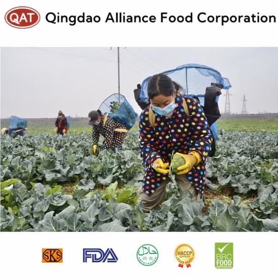 Wholesale with Best Price IQF Frozen Broccoli