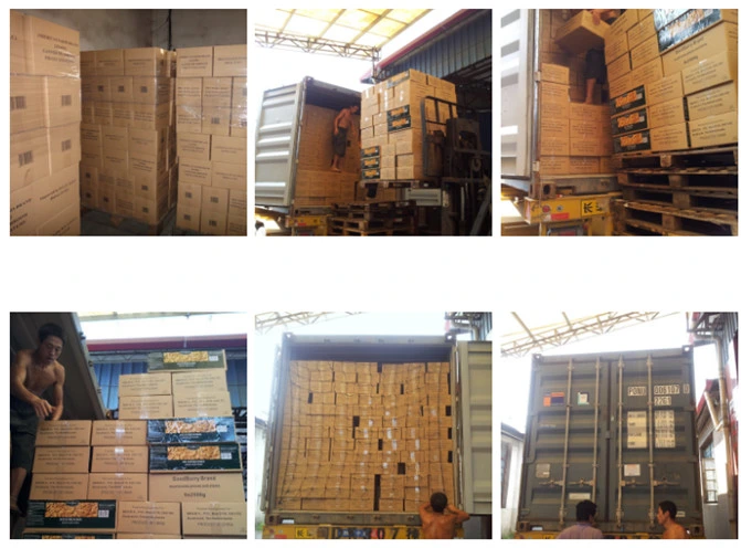 China Manufacturer Canned Mushroom Whole in Brine