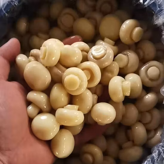 Whole Champignon Mushroom in So2 Pack in Drum