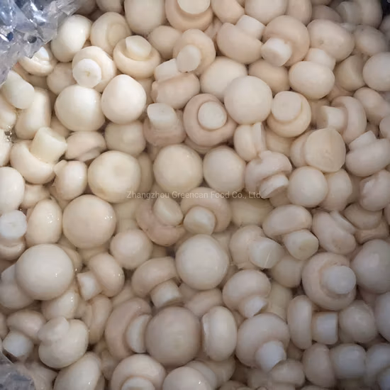 Fresh Mushroom Whole in Drum in Plastic Bucket